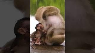 Abandon Monkey - Enjoy Watching Orphan Babies Monkey Every Day