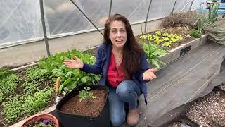 How to Grow Tomatoes in Pots