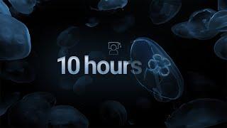 10 Hrs of Ocean Sounds & Jellyfish | Moon jellyfish swimming in 4k | Rich immersive underwater audio