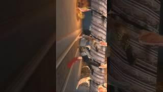 Prince of Persia Two Thrones - The Trap