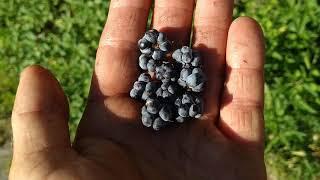 Tasty Dewberries (Rubus caesius) in Germany in June