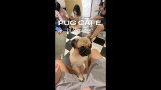 day in my life traveling Singapore in 1 minute (pug cafe!)