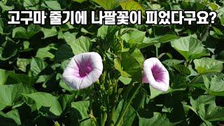 고구마 줄기에 나팔꽃이 피었다구요