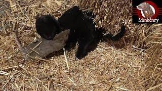 Brocc the Mink and Onsa the Lurcher Catch 63 Rats!!!