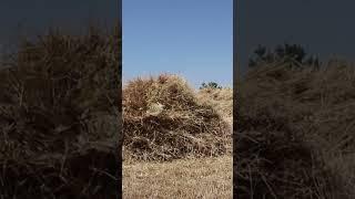 بار گندم | load of wheat