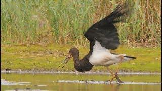 Black Stork is a good fish hunter- Schwarzstorch 1