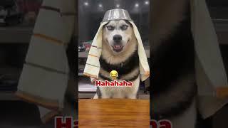 Funny video #funny #funnyvideo #viralvideo #viralshorts #viralshort #dog #animals