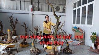 Truyền #0939046405, giao lưu phôi mai vàng, mai tứ quý, mai chiếu thủy, líp ngày 16/11/2024