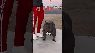 American Bully “Hell Boy” 