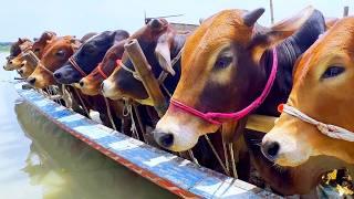 cow unloading, cow videos, cow video, animal, big cow, goru hamba cow, Ep-132