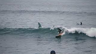 Surfing a wave with a Dolphin at Sunset Point, Los Angeles, CA