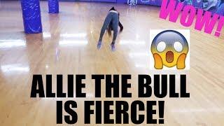 ALLIE THE BULL BREAKS 2 OF HER OWN GYMNASTICS RECORDS IN ONE AMAZING TUMBLING PASS!