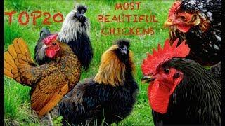 Top20 Most beautiful chicken breeds - Sebrigth, Ayam Cemani,  Dutch Bantam, Silkies, Yokohama fowl