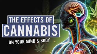 What Happens to Your Body When You Use Cannabis