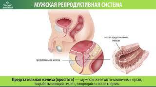 Мужская репродуктивная система