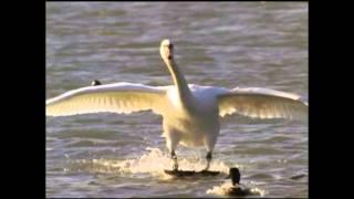 Andre Brasseur - Early Bird