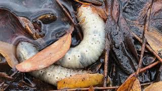 June Beetle ID’d as Grub That Ate Welles Park