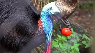 Southern Cassowary