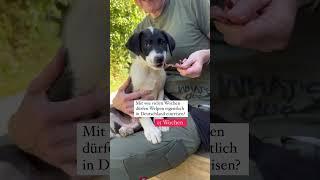 Welpen dürfen mit 15 Wochen einreisen! Comment #tierschutz #edutube #tollwut #hunde #einreise