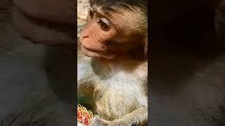 O pobre macaco parece doente e  fraco 