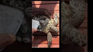 Giải cứu rùa biển bị hà ký sinh-Rescue Sea Turtle from Barnacles #animal #rescue #viral #shorts #AAA