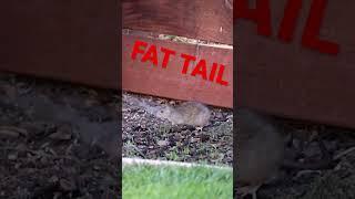 Fat Tail vs Phat Gus! Check out the full video on @MarkRober’s channel! #shorts