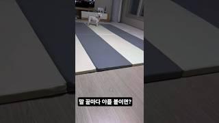 귀여워 보이는 방법 #강아지일상 #강아지브이로그 #호야