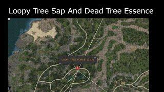 Easy To See And Gather Loopy Tree Sap With Dead Tree Essence