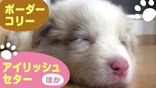 【ボーダーコリー】【アイリッシュセター】【シェットランドシープドッグ】ほか　かわいい子犬たち　パピー どうぶつ 犬