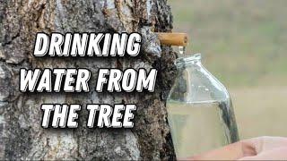 Drinking water from the tree