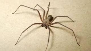 Brown Recluse Spider