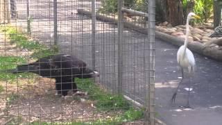 Eagle attacks bird at Featherdale  Wildlife Park, Sydney, Australia