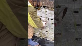 양파 심는 방법 별거 없습니다. #양파 #심는법 #농부 #청년농부 #구독과좋아요