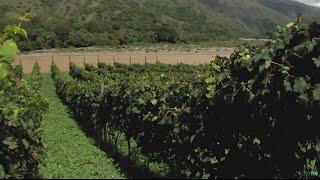 Producing Wine at Cauca River Shores in Colombia - TvAgro by Juan Gonzalo Angel