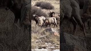 Bighorn sheep/Garden of the Gods #shorts #wildlife #animals #nature #wild #wildplanet #animalsworld