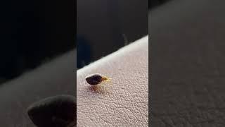 Bed Bug Feasting