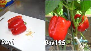 How to grow bell pepper from store-bought bell pepper