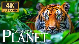 Fascinating Planet Exploration 4K  Gorgeous Wildlife Revelation with Soft Piano Reflections 