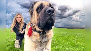 WOLF KILLER - THE MALAKLI KARABAŞ DOG - Deadly Giant Kangal ?