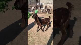 Hajrak kamori Sindhi (03478572920) #kamorigoats #punjab