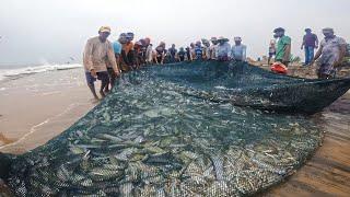 Hooray! We Caught 800Kg Of Fish After Yesterday Storm - Beach Fishing