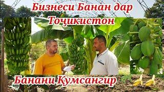 Банан дар Тоҷикистон н.Кумсангир дарахти Папайя тарзи кори хосил ва Бизнес план