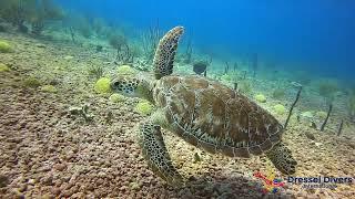 Scuba Diving in Bayahibe With Dressel Divers (May 2022)