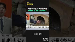 [취재수첩]-파렴치한 군인들…개들 향해 비비탄 난사 / KNN