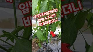 부직포터널재배와 일반 노지고추 비교해봤더니 괴산청결고추 #shorts