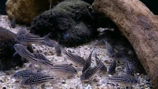 Corydoras napoensis bij Aquarium Speciaalzaak Utaka