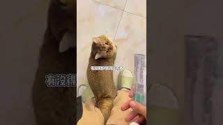 你在家呆着，我出去打猎了 #喵星人#萌宠出道计划 #飞机响响 #宠物生活