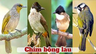 Khám Phá Chim Bông Lau - Loài chim thuộc họ Chào Mào sinh sống tại Việt Nam || Đạt Bird TV