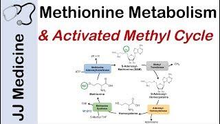 Methionine Metabolism and Activated Methyl Cycle | Pathway and Purpose