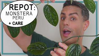 How-to Repot Your Monstera Peru (Monstera Karstenianum) | Plant Care Tips For The Monstera Peru